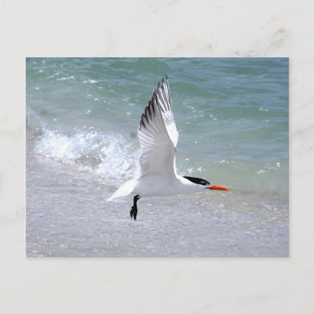 Tern in Flight Postcard (Front)