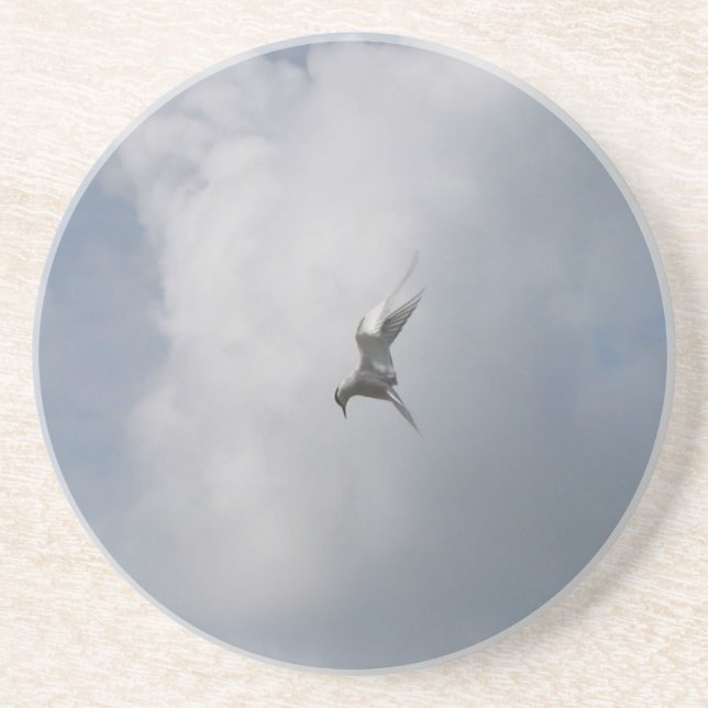 Tern in the sky coaster (Front)