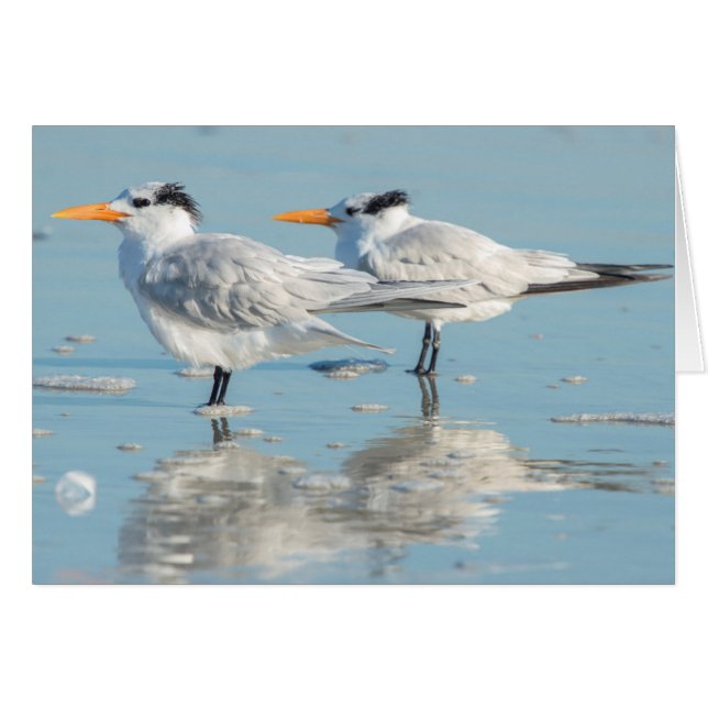 Terns (Devant horizontal)