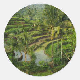 Terrace Ricefield in Bali Classic Round Sticker