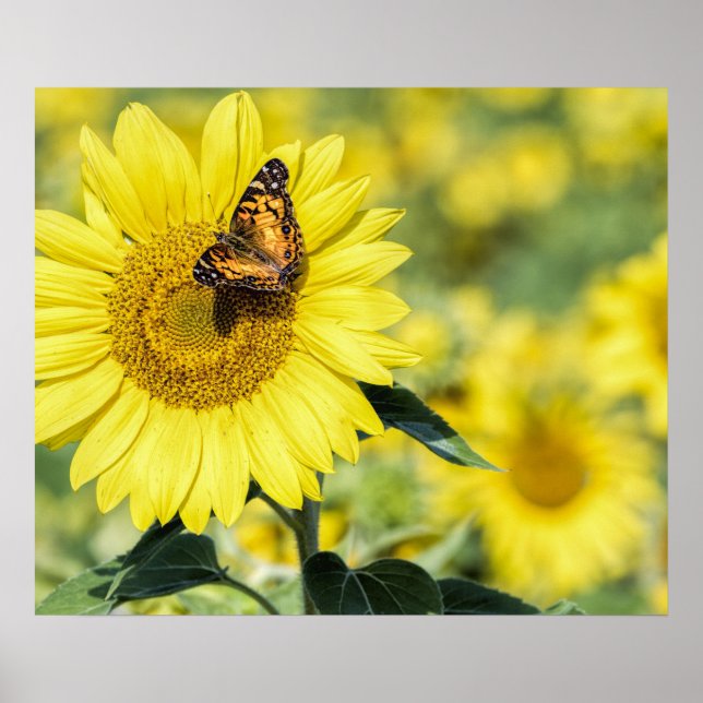 Terrain de tournesol avec affiche de papillon (Devant)