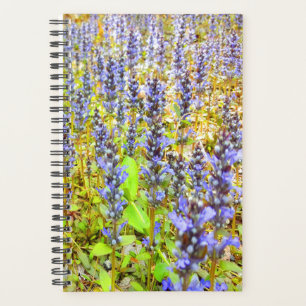 Terrain Joli de fleurs violettes