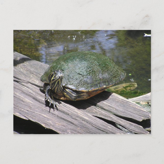 Terrapin Postcard (Front)