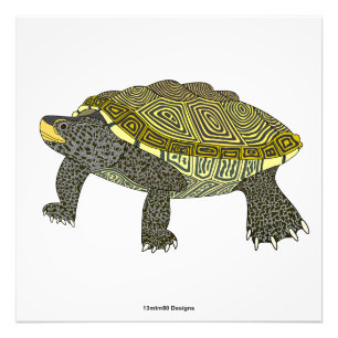 Terrapin (white) - Photo Print