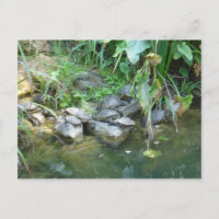 Terrapins, Giardini, Venice