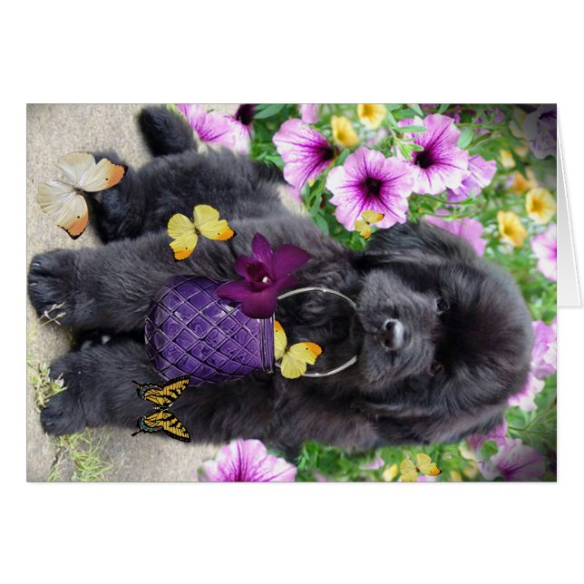 Terre-Neuve par jour ensoleillé (Devant horizontal)