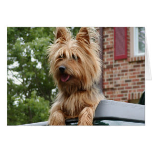 Terrier australien