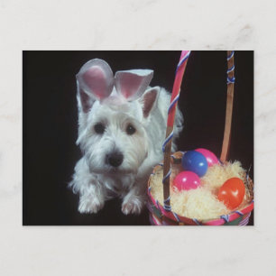Terrier Bunny - Carte postale