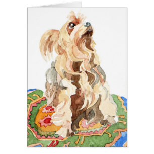 Terrier de Yorkshire 2012