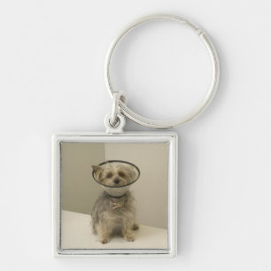 Terrier dog wearing protective collar, close-up keychain