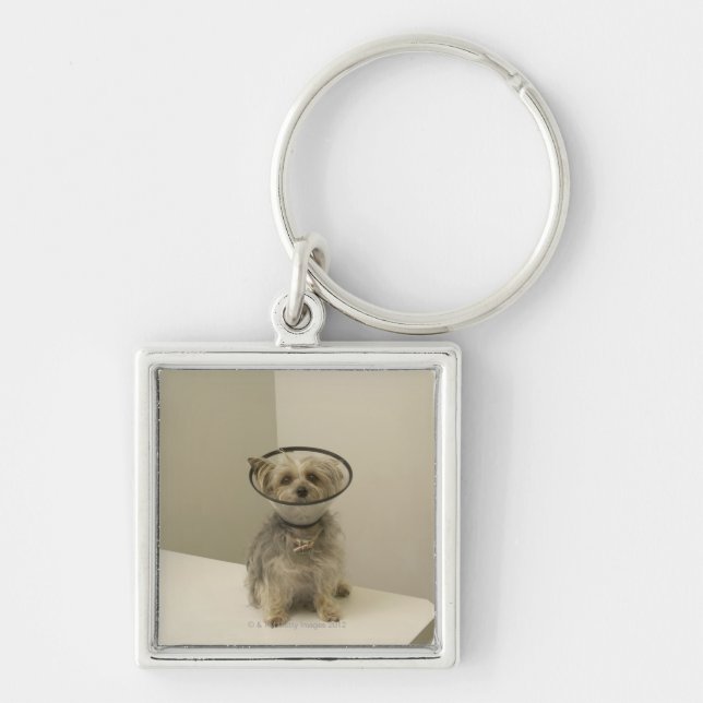 Terrier dog wearing protective collar keychain (Front)