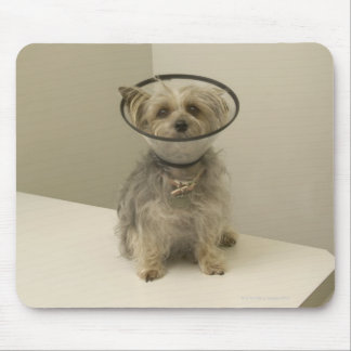 Terrier dog wearing protective collar mouse pad