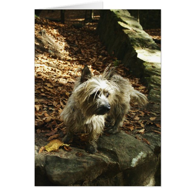 Terrier in Autumn Card (Front)