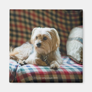 Terrier lying on chequered blanket magnet