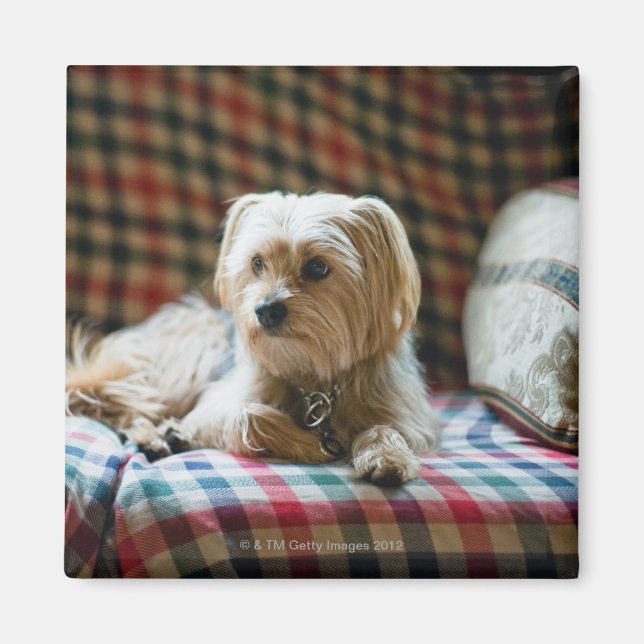 Terrier lying on chequered blanket magnet (Front)