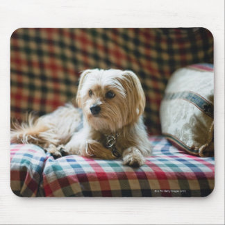 Terrier lying on chequered blanket mouse pad