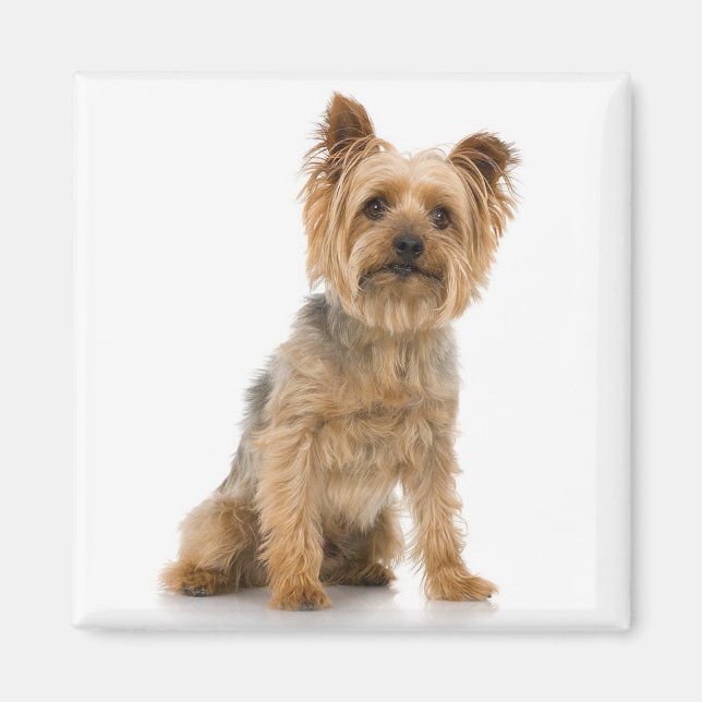 Terrier Magnet (Front)