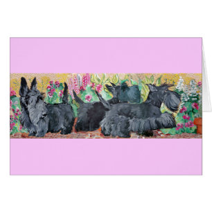 Terriers d'écossais de jardin