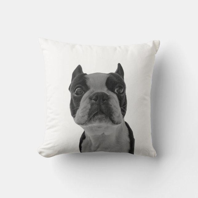 terrior de Boston de coussin (Recto)