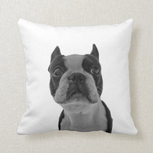 terrior de Boston de coussin