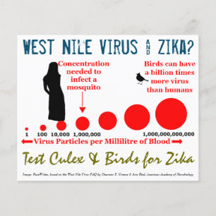 Test Culex & Birds 2-Sided Flyer by RoseWrites