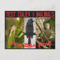 Tester la carte postale Culex & Bulbuls par RoseWr
