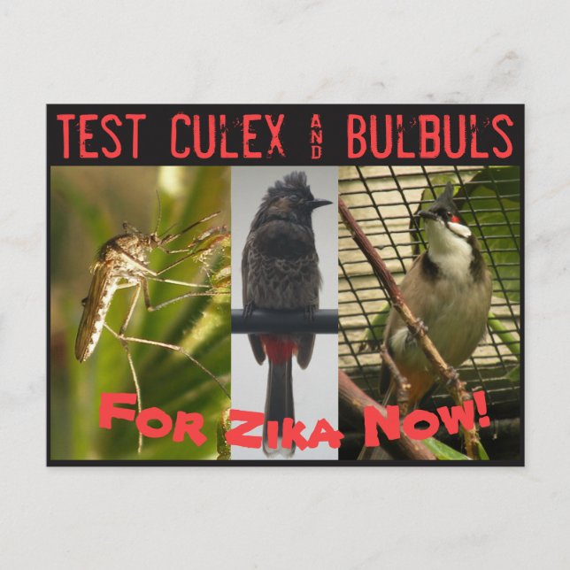 Tester la carte postale Culex & Bulbuls par RoseWr (Devant)