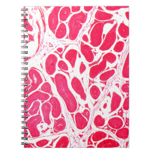 Testicle Cells under the Microscope Notebook
