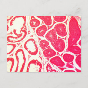 Testicle Cells under the Microscope Postcard