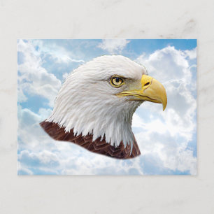 Tête d'aigle - Carte postale