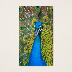 Tête de bleu de paon avec et plumes de queue