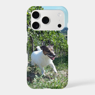 Tête de Capo von Oppenheim Terrier Jack Russell, C