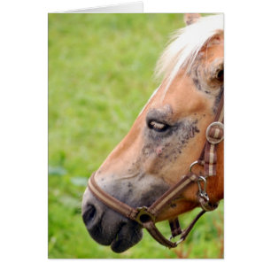 Tête de cheval 003