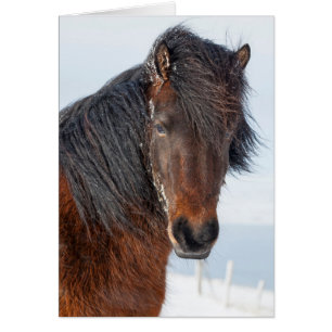 Tête de cheval islandais royal
