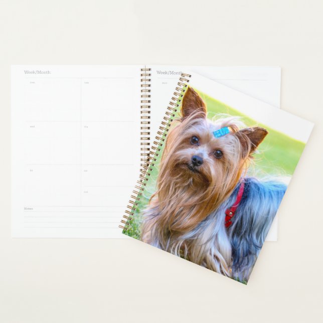 Tête de chien de Terrier du Yorkshire (Devant avec enveloppe)
