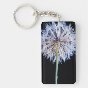 Tête de graine de pissenlit (Taraxacum Officinale)