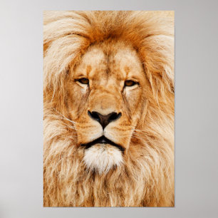 Tête de lion Impression