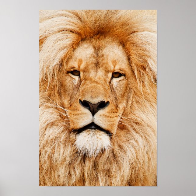 Tête de lion Impression (Devant)
