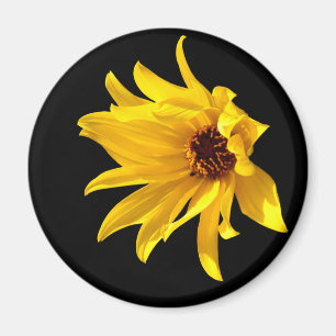 Tête de marguerite jaune Aimant d'hélium