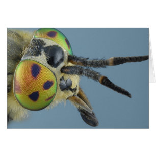Tête de mouche de cerf