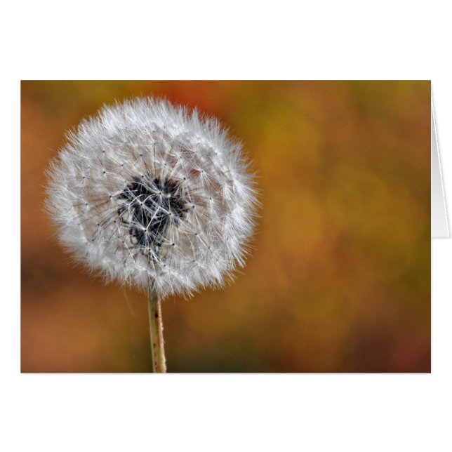 Tête de semence Dandelion (Devant horizontal)