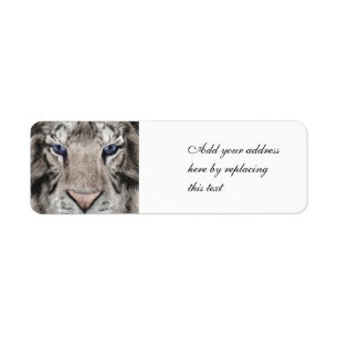 Tête de Tigre Blanc Esthétique Faunique
