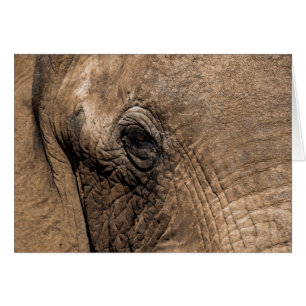 Tête d'un éléphant