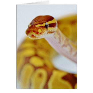 Tête Python à bille jaune