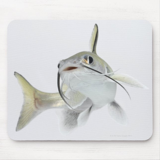 Tete sea catfish (Hexanematichthys seemanni) 2 Mouse Pad (Front)