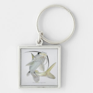 Tete sea catfish (Hexanematichthys seemanni) Keychain