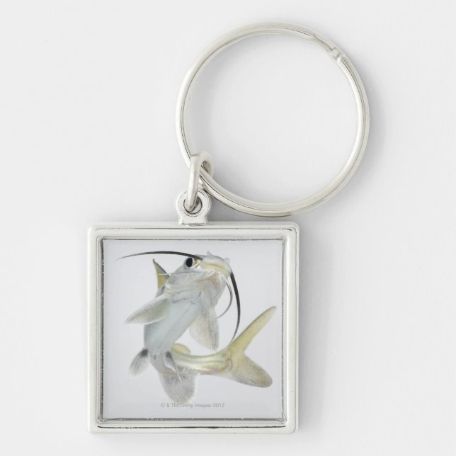 Tete sea catfish (Hexanematichthys seemanni) Keychain (Front)