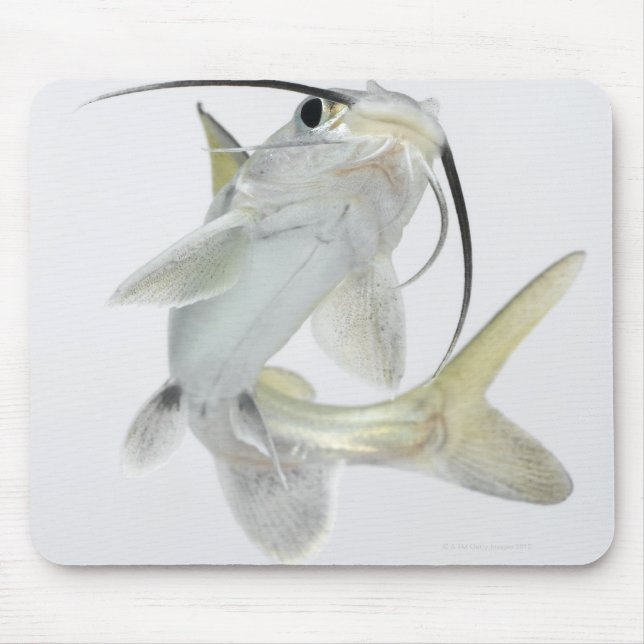 Tete sea catfish (Hexanematichthys seemanni) Mouse Pad (Front)