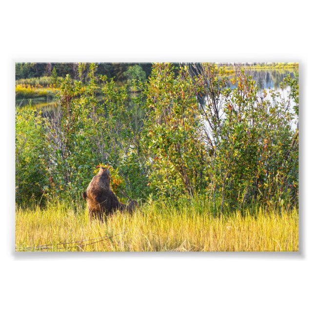 Teton Bear Eating Berries, Wyoming Photo Print (Front)