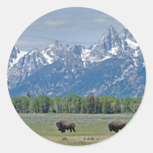 Teton Buffalo Sticker